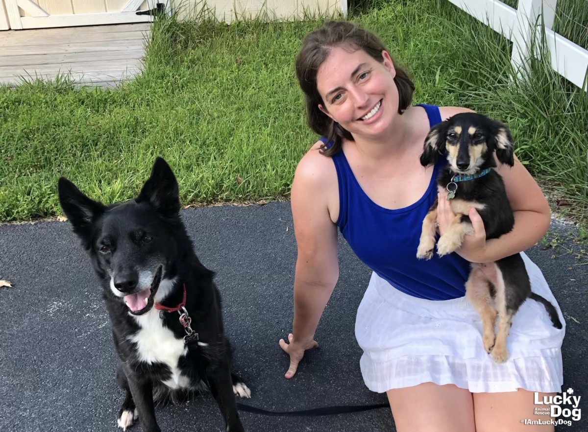My Journey Into Rescue — My Day With out Canines