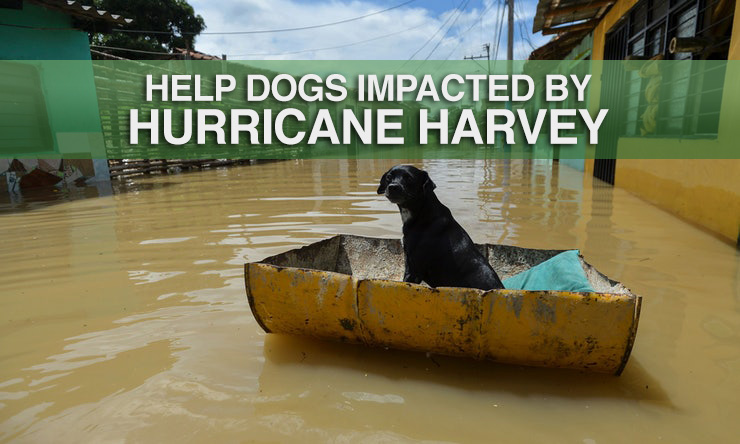 can dogs sense hurricane coming